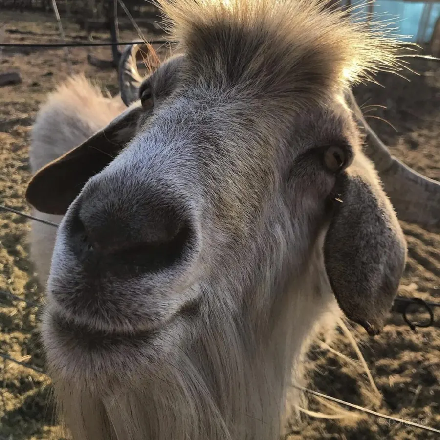 Fotografía de animales — Sun Factory
