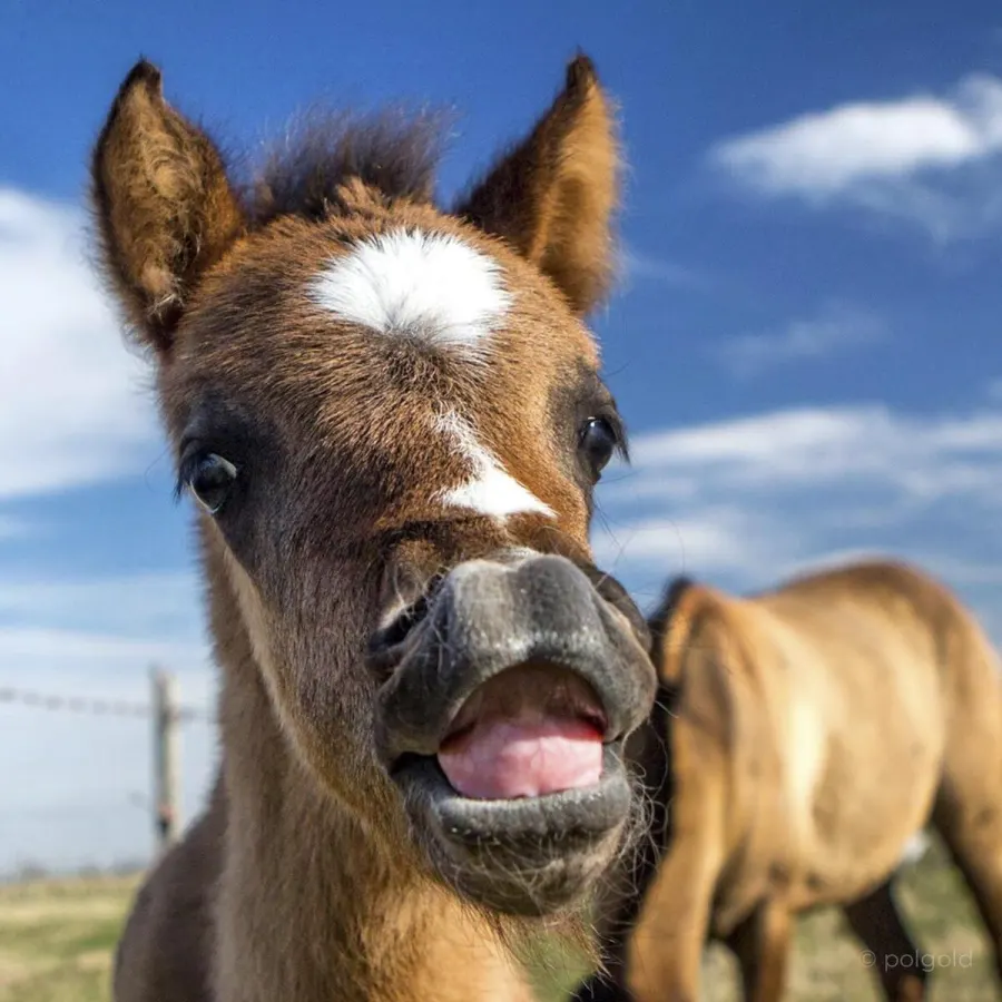 Fotografía de animales — Sun Factory