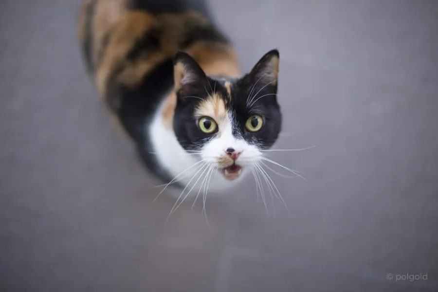 Fotografía de animales — Sun Factory