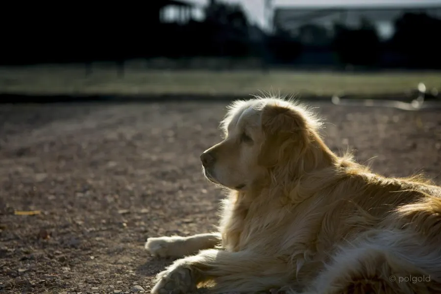 Fotografía de animales — Sun Factory