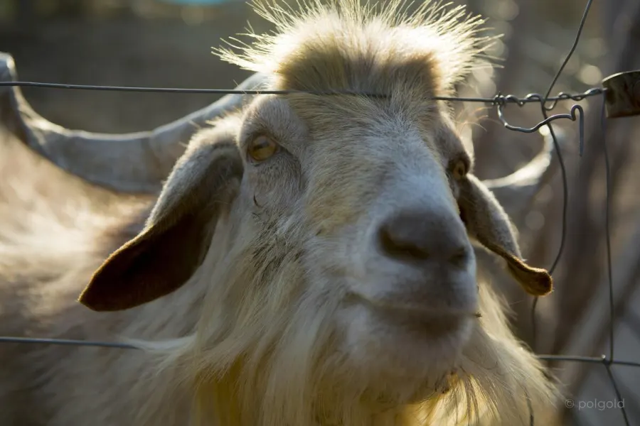 Fotografía de animales — Sun Factory