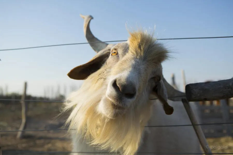 Fotografía de animales — Sun Factory