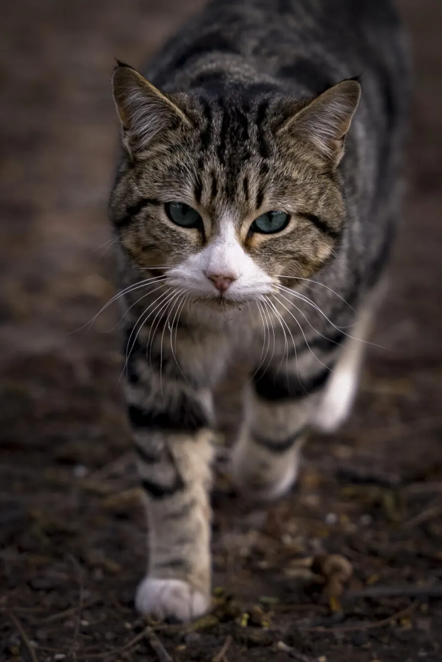 Fotografía de animales — Sun Factory
