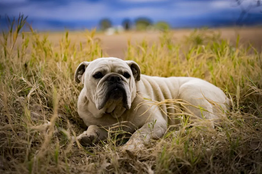 Fotografía de animales — Sun Factory