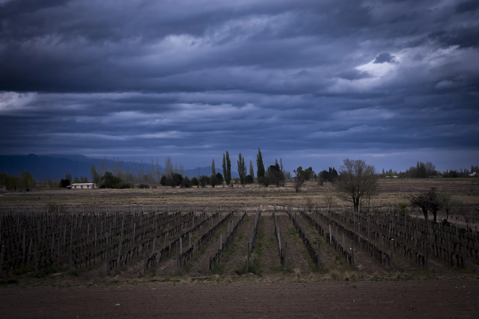 Viñedo mendocino con la cordillera de los Andes y cielo de tormenta